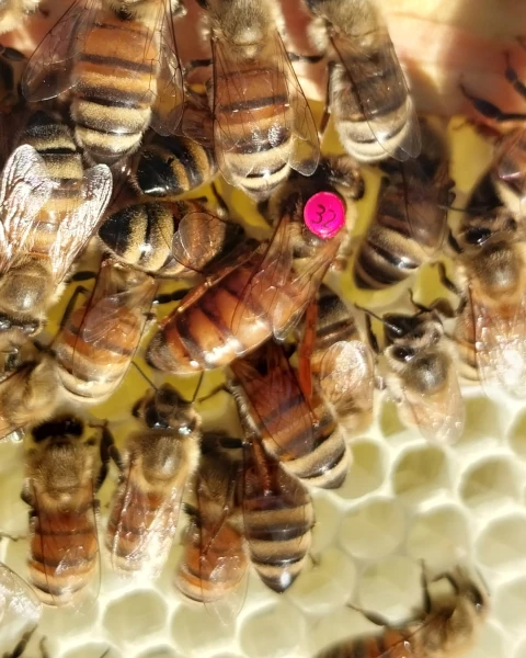 Buckfast Königin standbegattet