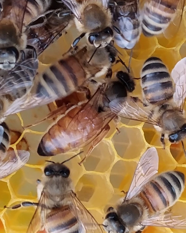 Buckfast Königin unbegattet