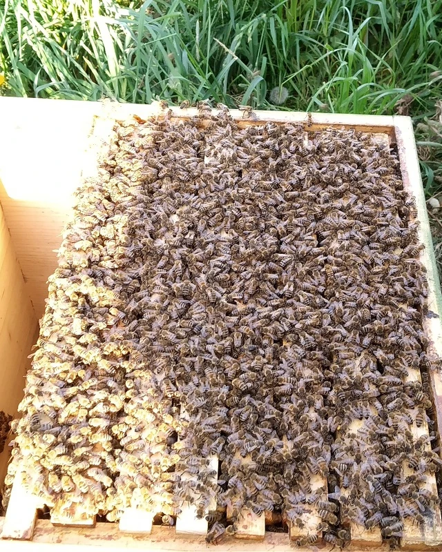 Buckfast Wirtschaftsvolk